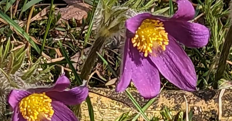 Frühling